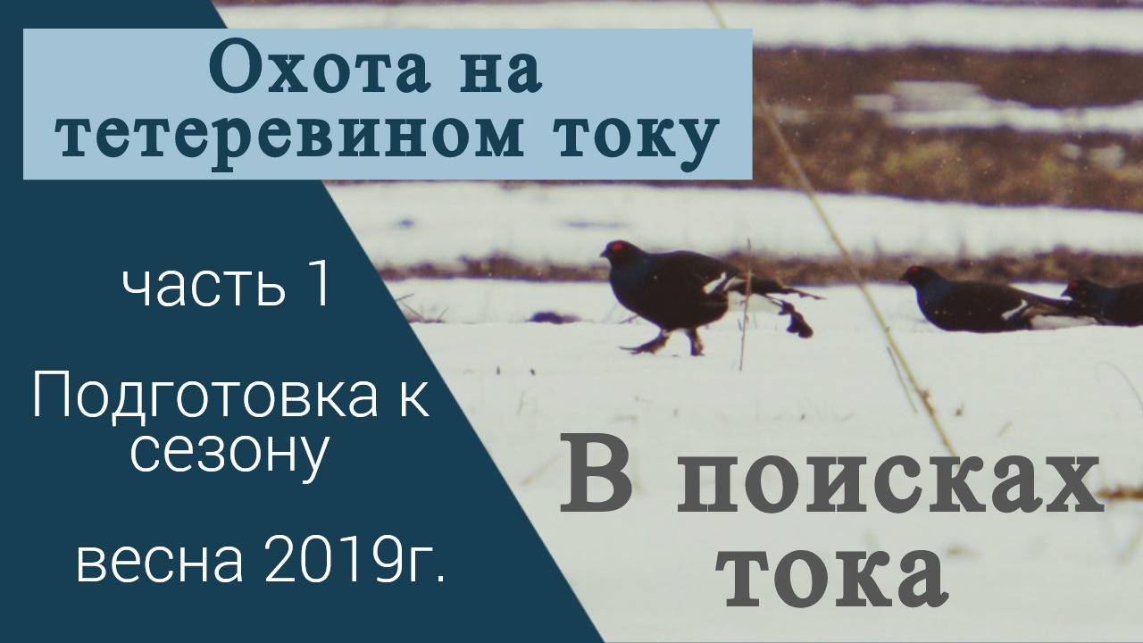 Охота на тетеревином току / Поиск тока