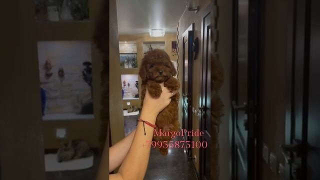 Той пудель кукольный мальчик