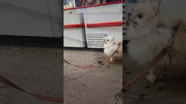 Пушистое чудо ❤