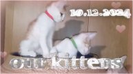 our kittens