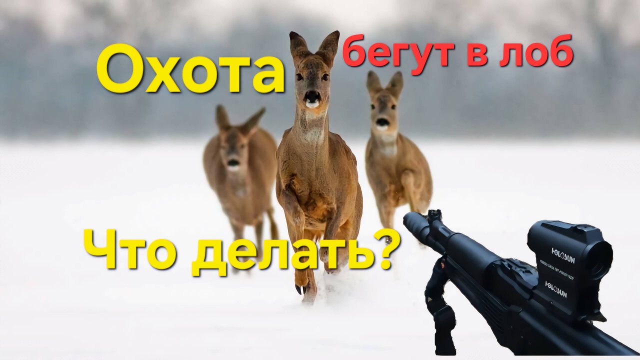 Охота на косулю,загон. На встречке.