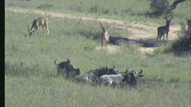 4.30.07 1.32pm lazy afternoon with wildes and impala