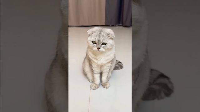 Поваленная ёлочка