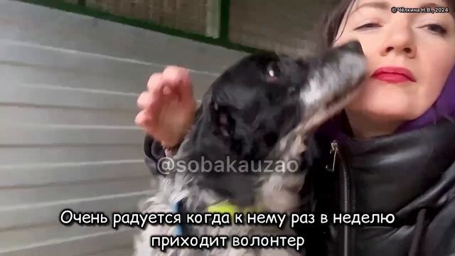 Спаниель Рома попал в приют «Щербинка». Проект Собака Юзао