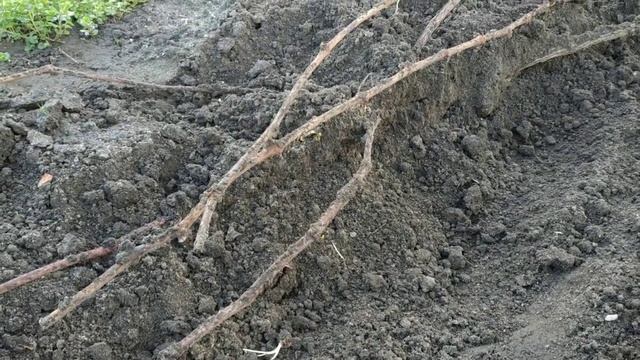 Виноград. когда же будем открывать???