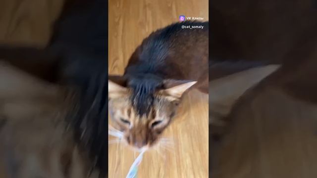 Кормить собираешься?