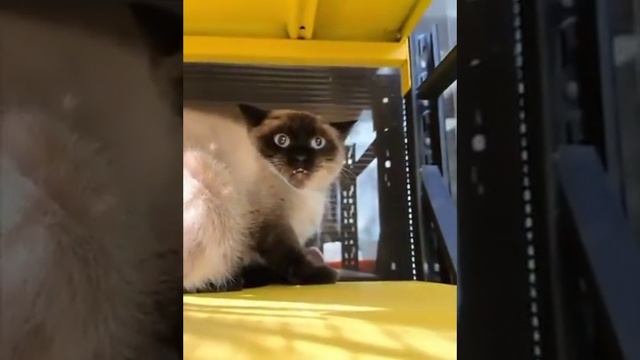 Вы шокировали котика