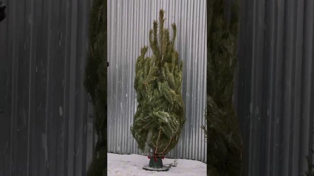 ЕЛЬ/СОСНА Москва, Стахановская 7с4 (В НАЛИЧИИ С 20.11.2024г)