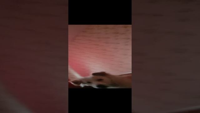 video_20241123_142537.mp4