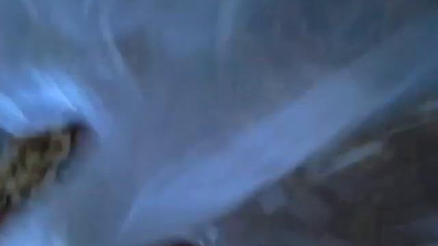 Мои ящерицы
