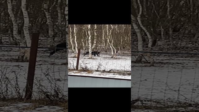 10-12-2024 Охота на 🐗 Кабана