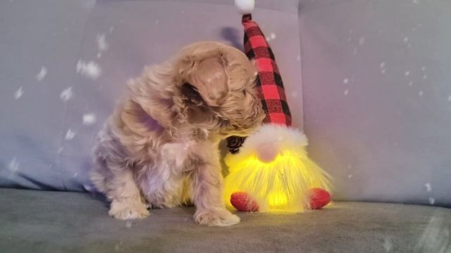 Скоро,скоро Новый год!!