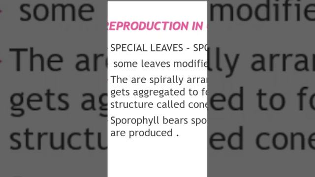 reproduction in GYMNOSPERMS