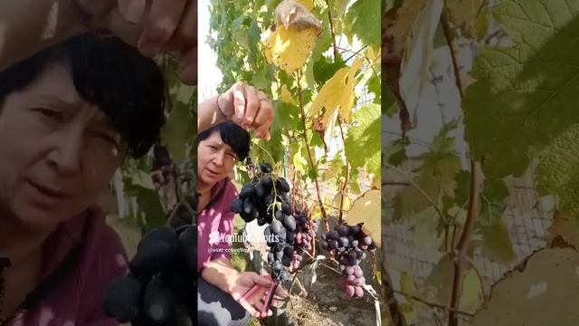 💁🍇И этот сорт тоже вызревает в Подмосковье 👍🍇.