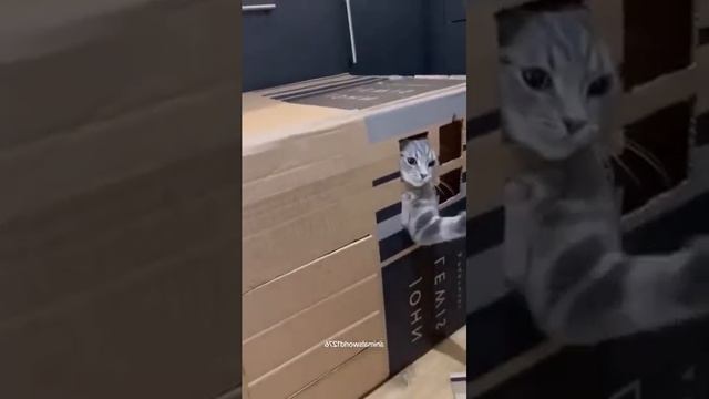 Коты 😂😂😂