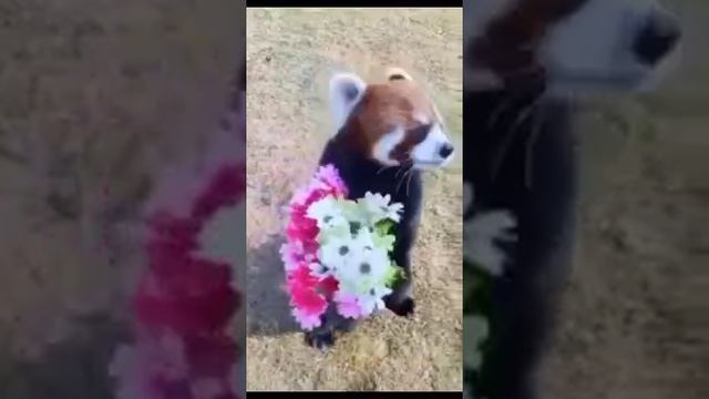 миленькая лисичка с цветочками