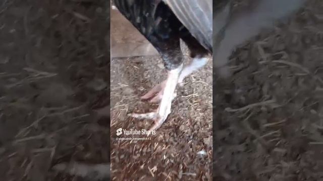 В кадре артритные ноги старого индюка