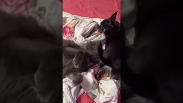 Внезапная атака.mp4