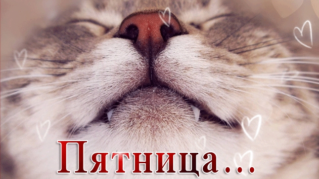 Поздравление с пятницей с #котятами #Открытки #Пятница
