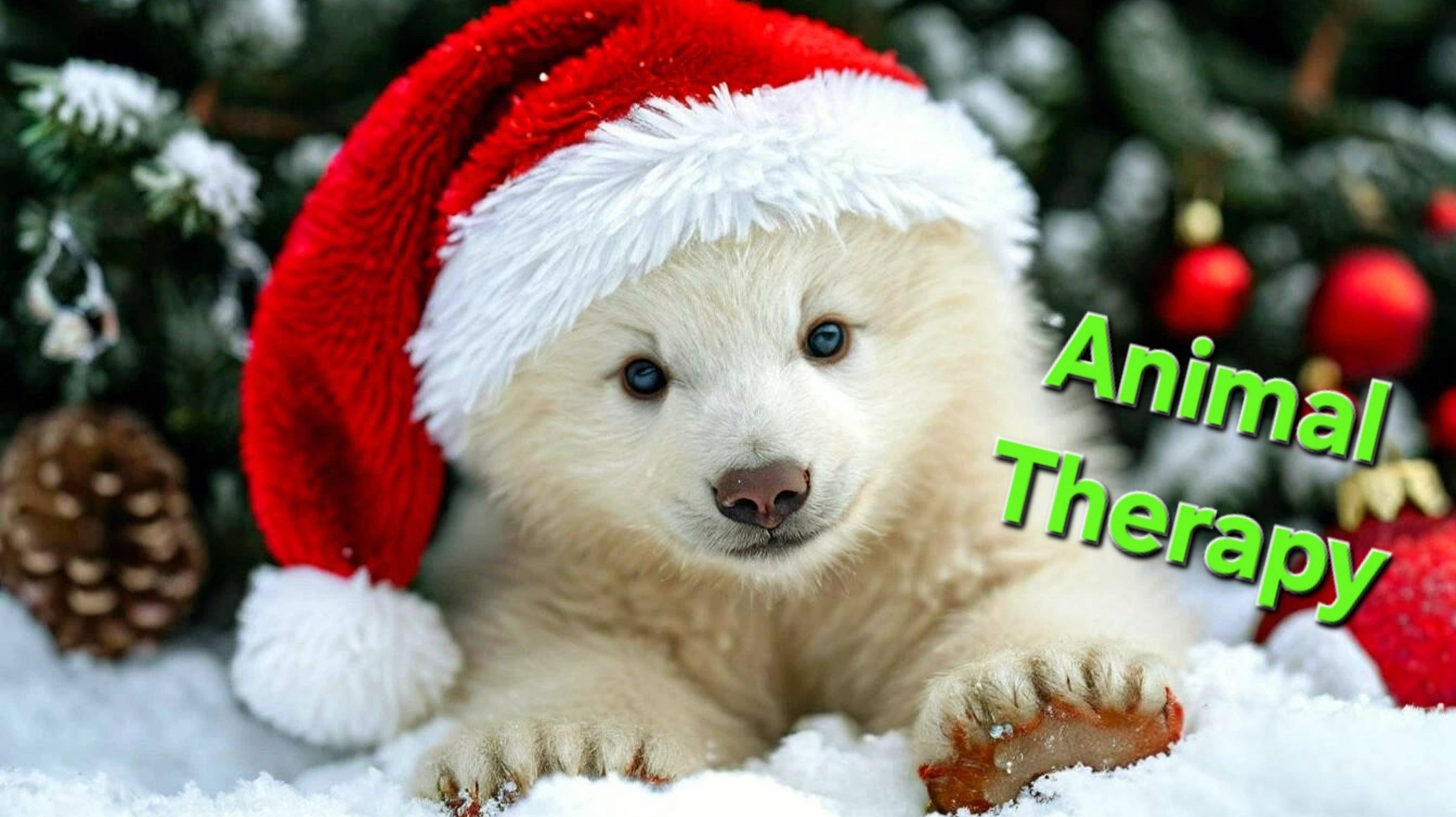 САМЫЙ ДОБРЫЙ ЗВЕРЬ НА СВЕТЕ #animals #nature #love #bear #christmas #животные #природа #любовь #зима