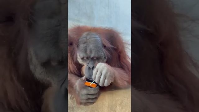 Интеллект