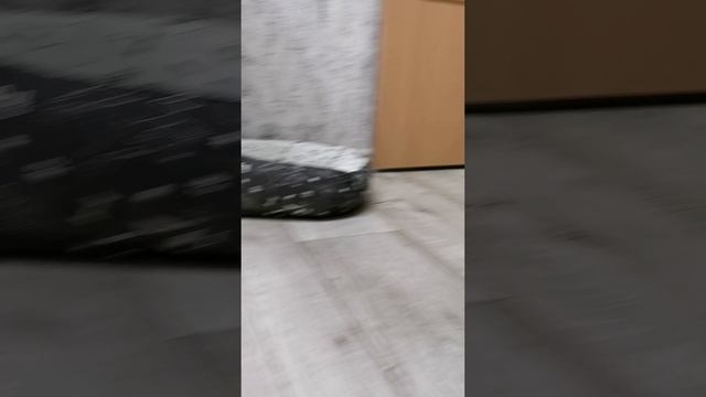 У Тойтерьера Спайка сегодня день рождения🎂