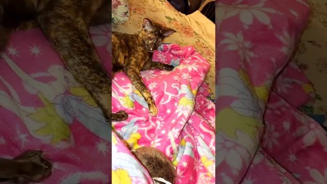 Ориентальная кошка играет