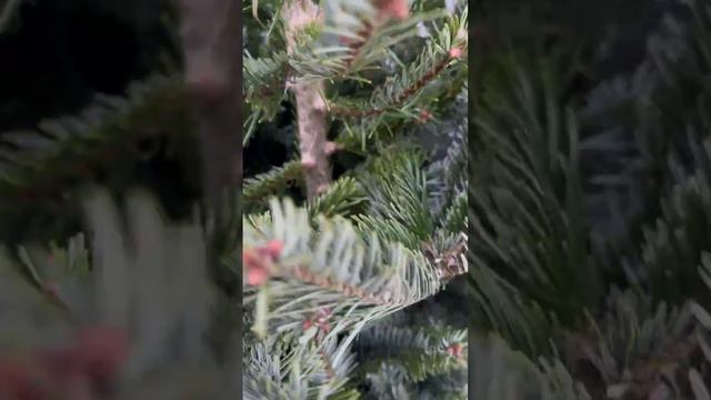 ЕЛЬ/СОСНА Москва, Стахановская 7с4 (В НАЛИЧИИ С 20.11.2024г)