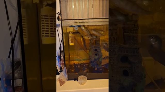 Сначала сам наловил, потом кормит😅

Домашние питомцы бывают разные.