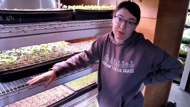 Indoor Grow Lights | $ vs $$$ Comparison
