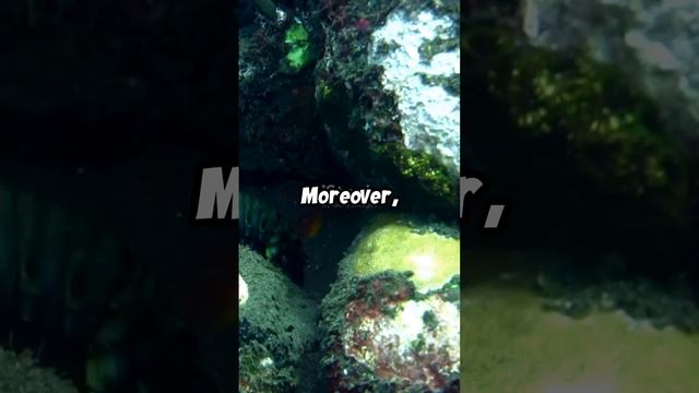 Mantis Shrimp : Nature's Superhero Eyes! #ocean #mantisshrimp #interestingfacts