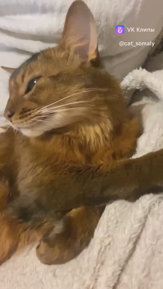 Милота ❤❤❤