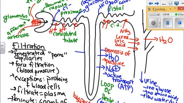 2014 10 27 Bio20E Urine formation and Hormone Control