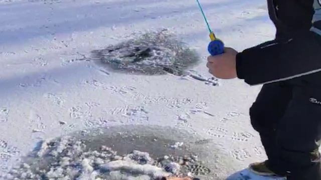 Рыбалка на форель. Самара. Зимняя рыбалка. Утёныш.