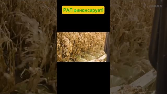 Комбайн Claas Lexion на уборке кукурузы. Финансирование от Росагролизинг #Рал #лизинг