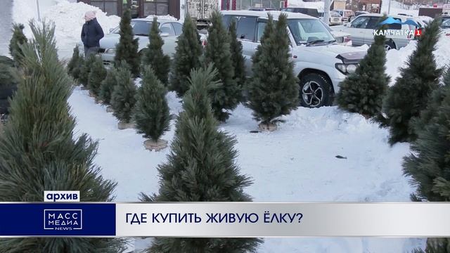 ГДЕ КУПИТЬ ЖИВУЮ ЁЛКУ?