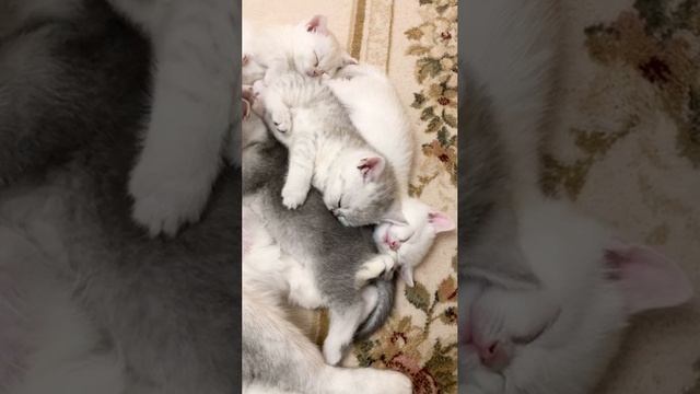 Котятам кошки Кайли 1 месяц. Кормление.