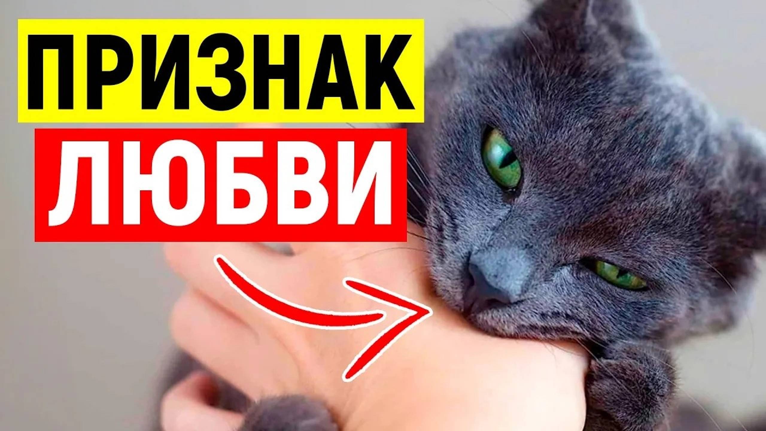 14 ПРИЗНАКОВ, что ВАША КОШКА СЧИТАЕТ ВАС СВОЕЙ МАМОЙ