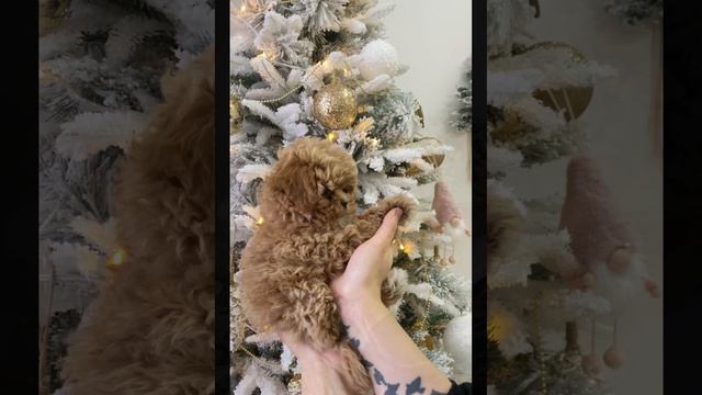 Кроха мальтипу мини до 3 кг.