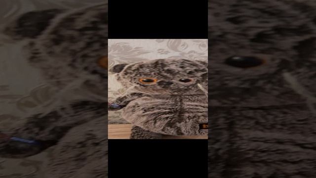 у Марины выпал зуб