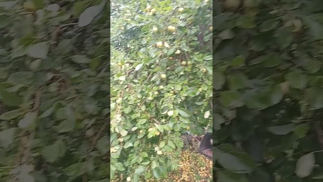 Четвёртая экскурсия по огороду. Ну, как, отдохнули? Тогда вперёд.