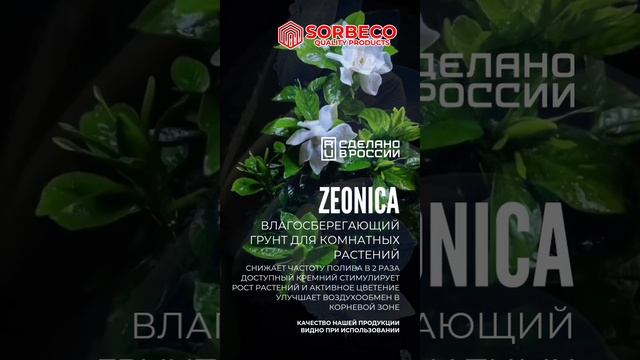 ZEONICA_ROOM.mp4