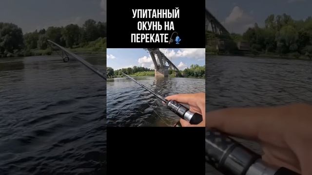 На перекате помимо жереха часто стоит окунь, который отлично клюёт на тейл-спиннеры #рыбалка #окунь