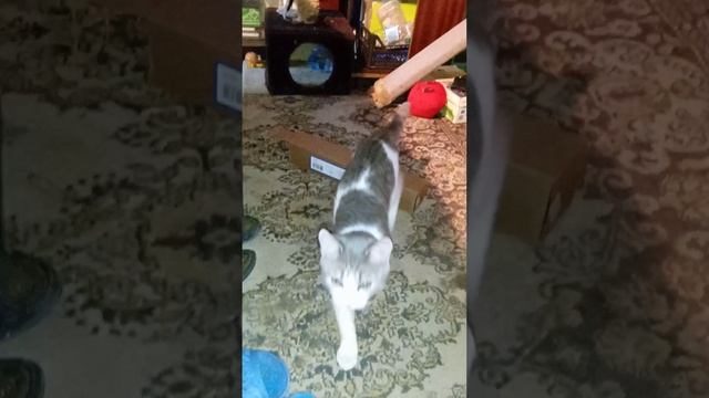 Игры кота или очередная коробочка