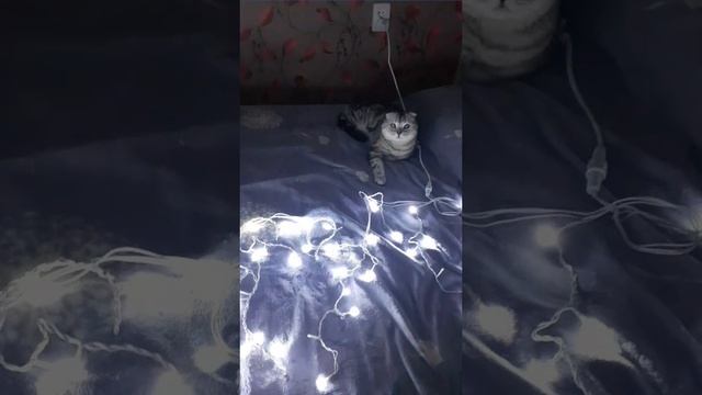 Заведующий новогодними атрибутами.))