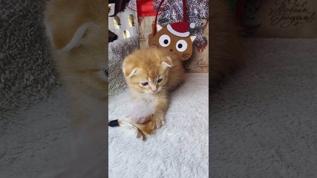 Малыш манчкин long Lesley 💙

https://vk.com/okcats_40 W.App/Tlg 89953272000 💌
Inst: @okcats_40