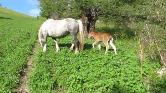 2011-jun-05-altai_trip-mvi_3073.avi