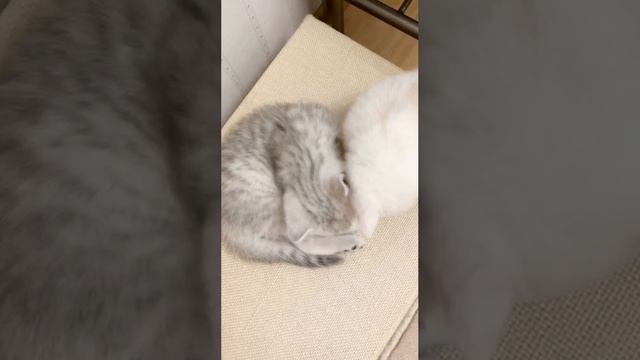 Котятам кошки Кайли 1 месяц. Игры.