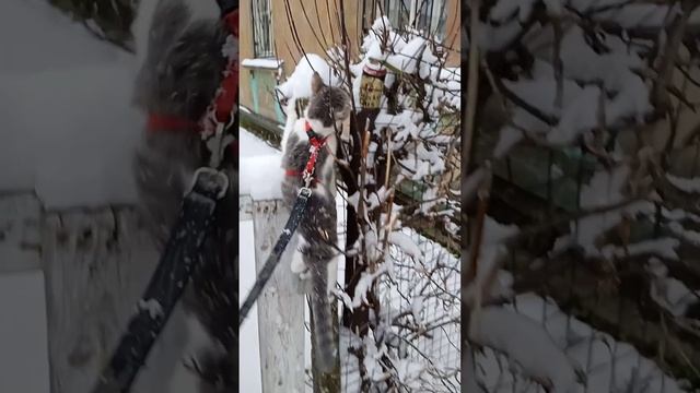 #кот Преодоление - здесь вам не равнина...