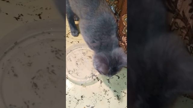 Котик мой совсем не ест, что делать не знаю.
